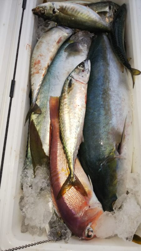 第二龍勢丸 釣果