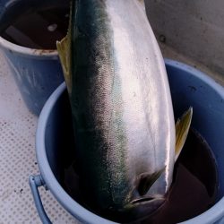 LUSTER『ラスター』 釣果