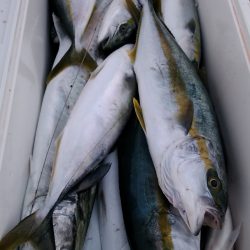 LUSTER『ラスター』 釣果