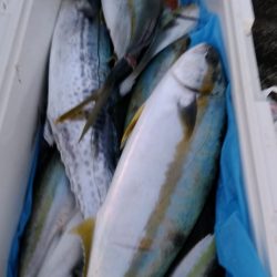 LUSTER『ラスター』 釣果