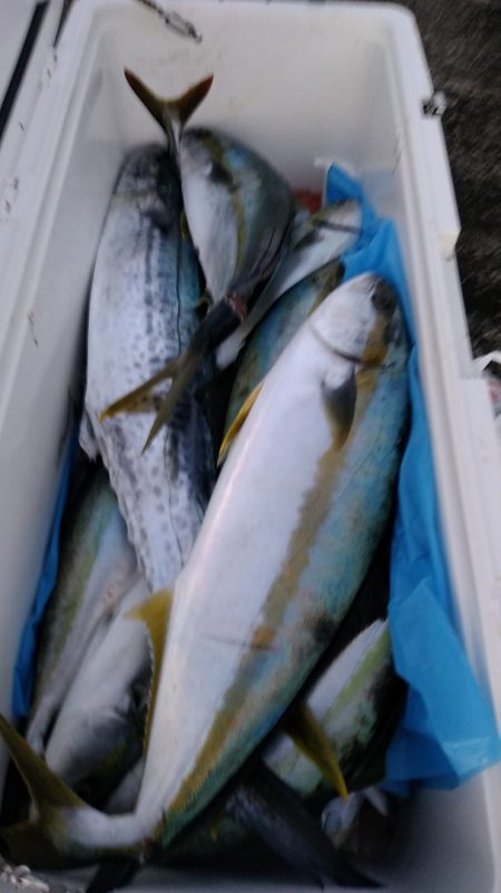 LUSTER『ラスター』 釣果