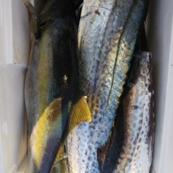 第二龍勢丸 釣果