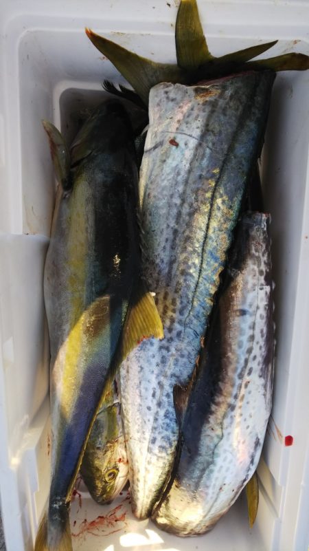 第二龍勢丸 釣果