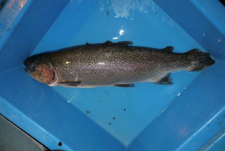 としまえんフィッシングエリア 釣果