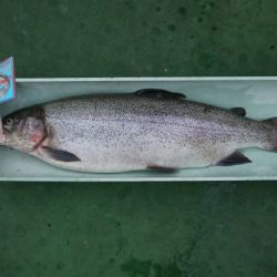 としまえんフィッシングエリア 釣果