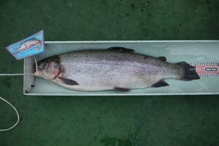 としまえんフィッシングエリア 釣果