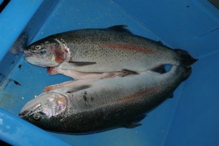 としまえんフィッシングエリア 釣果