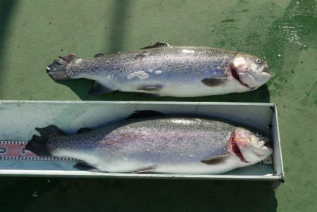 としまえんフィッシングエリア 釣果