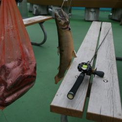 としまえんフィッシングエリア 釣果