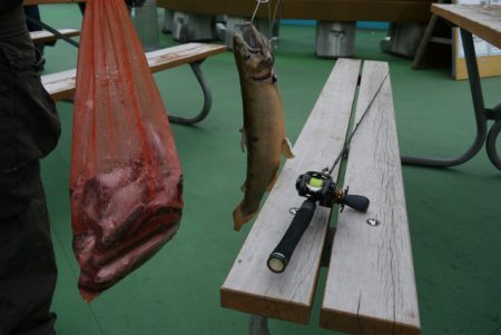 としまえんフィッシングエリア 釣果