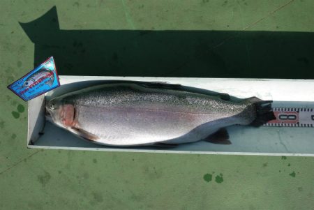 としまえんフィッシングエリア 釣果