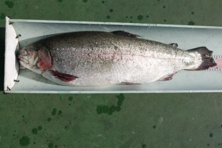 としまえんフィッシングエリア 釣果