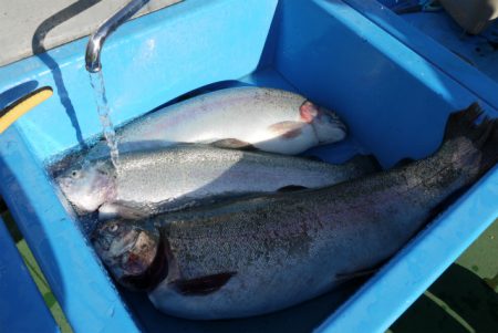 としまえんフィッシングエリア 釣果