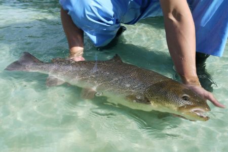 としまえんフィッシングエリア 釣果