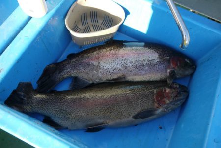 としまえんフィッシングエリア 釣果