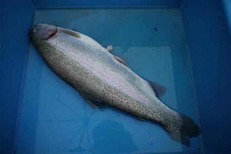 としまえんフィッシングエリア 釣果