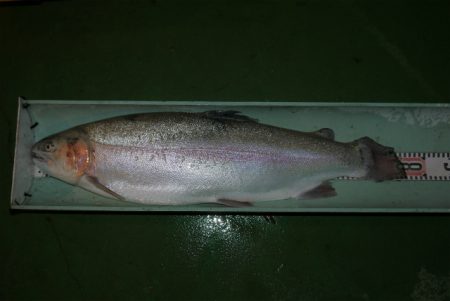 としまえんフィッシングエリア 釣果