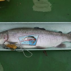 としまえんフィッシングエリア 釣果