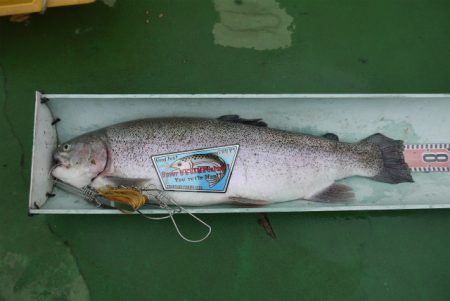 としまえんフィッシングエリア 釣果