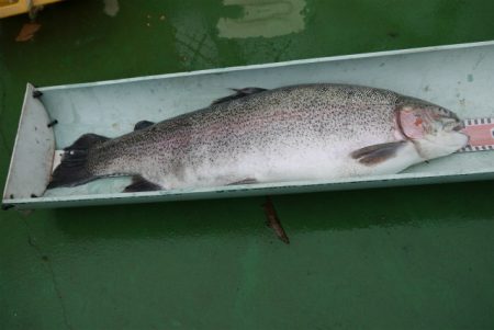 としまえんフィッシングエリア 釣果