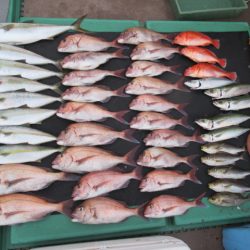 真祐丸 (しんゆうまる) 釣果