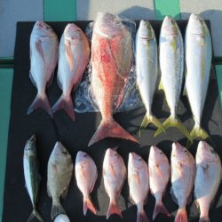 真祐丸 (しんゆうまる) 釣果