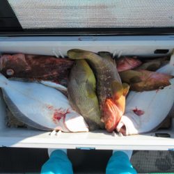 真祐丸 (しんゆうまる) 釣果