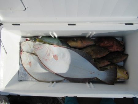 真祐丸 (しんゆうまる) 釣果