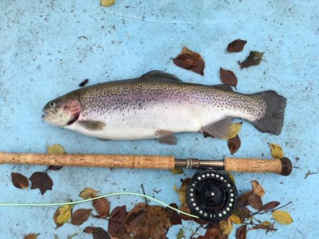 としまえんフィッシングエリア 釣果