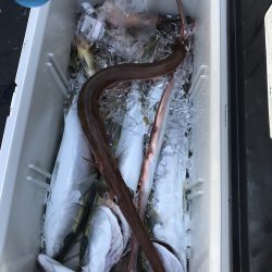 幕島丸 釣果