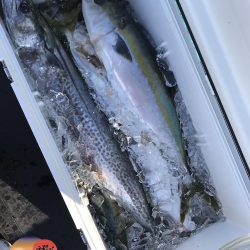 幕島丸 釣果