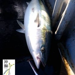 幕島丸 釣果