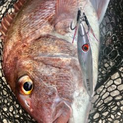 龍神丸(鹿児島) 釣果