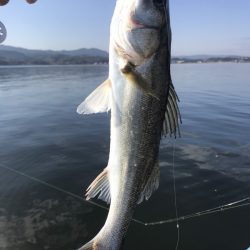 アマテラス 釣果