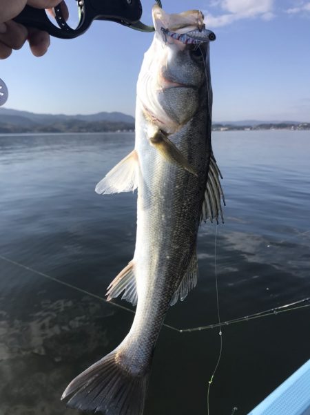 アマテラス 釣果