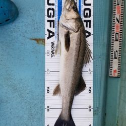 アマテラス 釣果