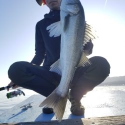 アマテラス 釣果