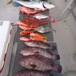 エンペラー 釣果