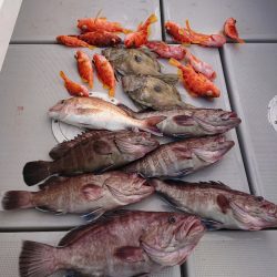 エンペラー 釣果