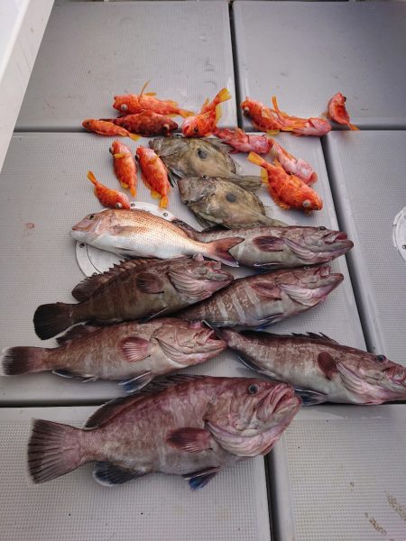 エンペラー 釣果