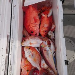 エンペラー 釣果