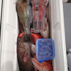 エンペラー 釣果