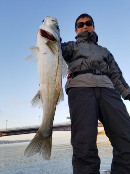 アマテラス 釣果