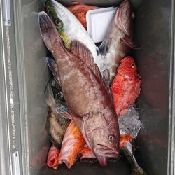 エンペラー 釣果