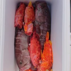 エンペラー 釣果