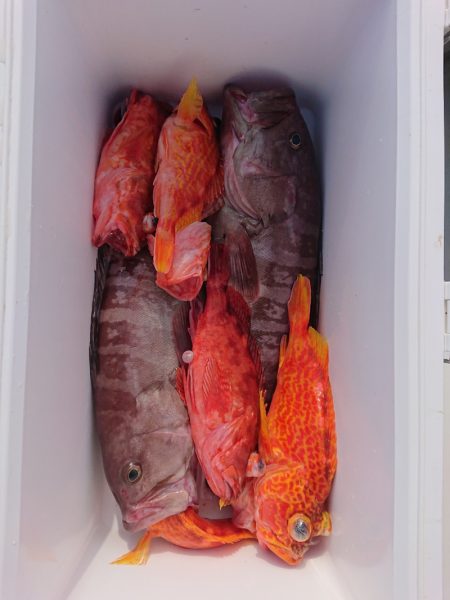 エンペラー 釣果