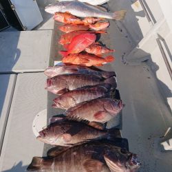 エンペラー 釣果