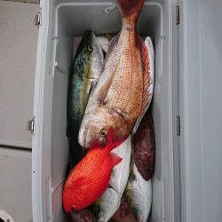 エンペラー 釣果