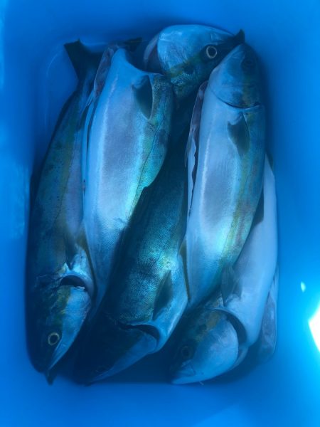 Ｖ−７ West 釣果