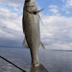 アマテラス 釣果